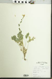 Corydalis flavula image